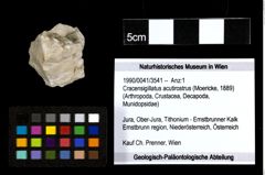 Foto (Objekt + Etiketten) von Cracensigillatus acutirostrus (Moericke, 1889) 